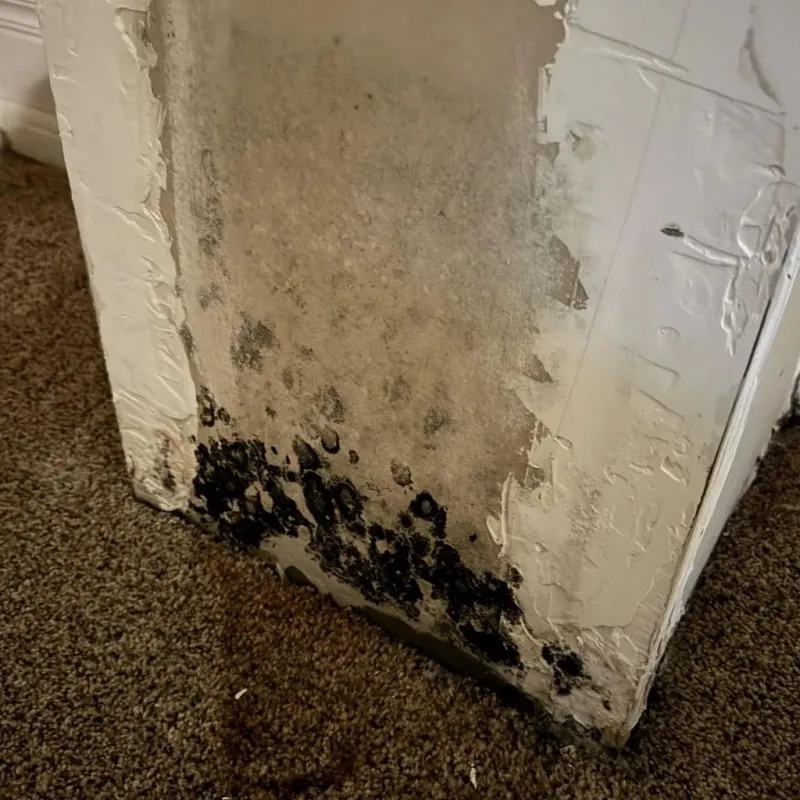 Professional Mold Removal in Epping, NH